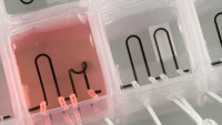 Harvard Prints Heart-on-a-Chip