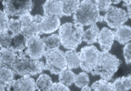 3D Printing Stem Cells