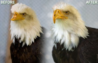 Rapid Ready Roundup: 3D Systems, 3D Printing Afloat, New AM Materials and Beak Replacement
