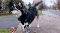 Run Derby Run! See Derby Run with 3D Printed Prosthetic Legs!