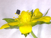 3D Printed Graphene Recharges Battery Design