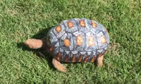 Freddy the Tortoise’s New 3D Printed Shell
