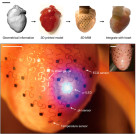 Researchers Develop Multifunctional Membranes for Heart Health with 3D Printing