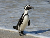 Penguin to Receive 3D Printed Beak