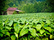 Roots of Rural Tech