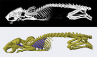 Notre Dame Researchers Produce 3D Printed Skeleton